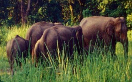 বাংলার সীমান্ত এলাকায় কেন মানুষ, হাতিরা যুদ্ধ করছে