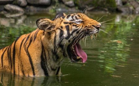 2 দশক পরে পশ্চিমবঙ্গের মহানন্দা বন্যপ্রাণী অভয়ারণ্যে বাঘ দেখাগেলো